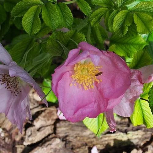 Rosa Fru Dagmar Hastrup - Rugosa Rose
