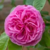Rosa Gertrude Jekyll