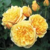 Rosa Ausmas (Graham Thomas) - David Austin Shrub Rose