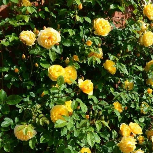 Rosa Ausmas (Graham Thomas) - David Austin Shrub Rose