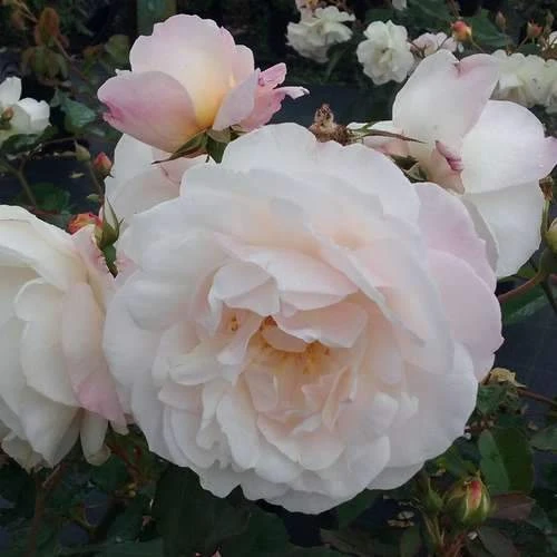 Rosa Gruss an Achen - Old Shrub Rose