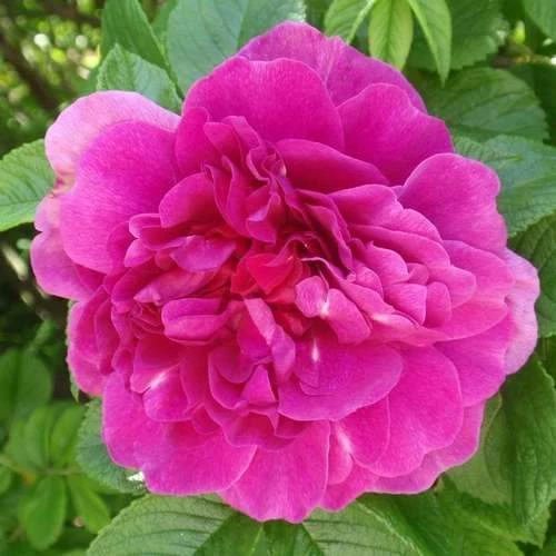 Rosa Hansa - Rugosa Rose