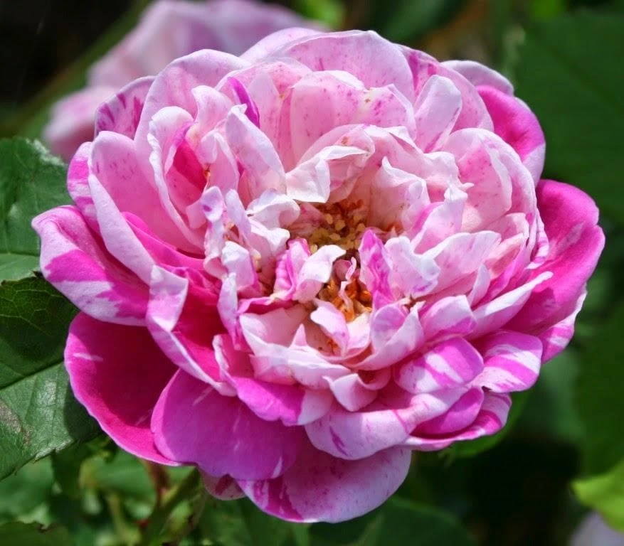 Rosa Honorine de Brabant - Old Shrub Rose