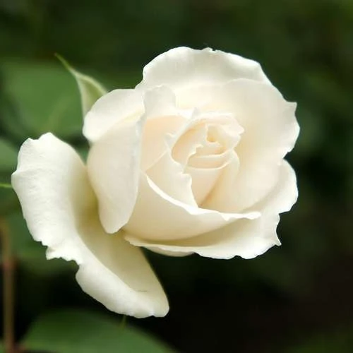 Rosa Iceberg - Climbing Rose