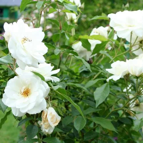 Rosa Iceberg - Climbing Rose