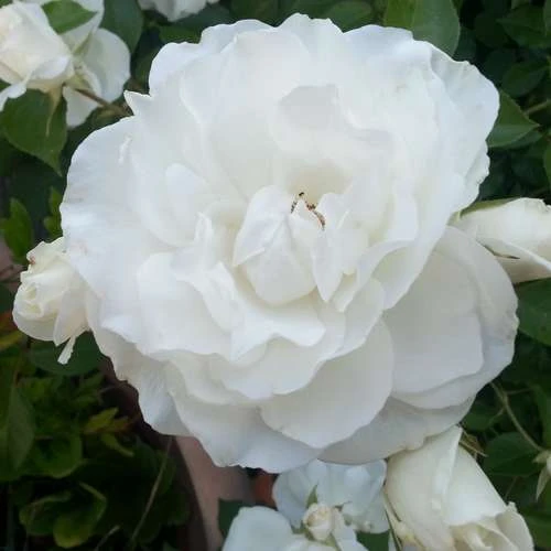 Rosa Iceberg - Climbing Rose