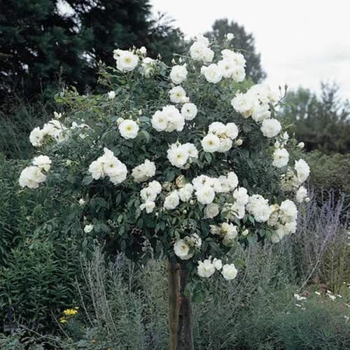 Rosa Iceberg - Climbing Rose