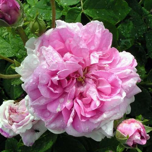 Rosa Ispahan - Old Shrub Rose
