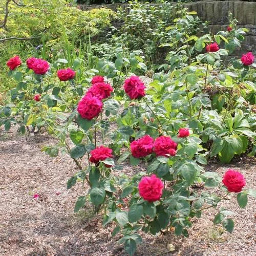 Rosa Auscrim (L.D. Braithwaite) - David Austin Shrub Rose