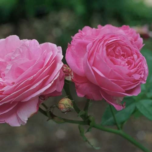 Rosa Louise Odier - Old Shrub Rose