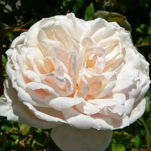 Rosa Mme Alfred Carriere - Climbing Rose