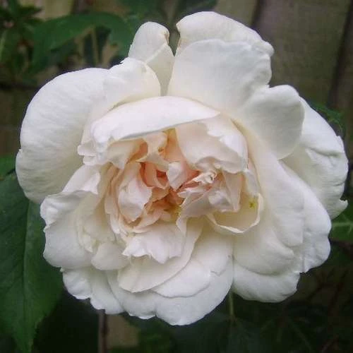 Rosa Mme Alfred Carriere - Climbing Rose