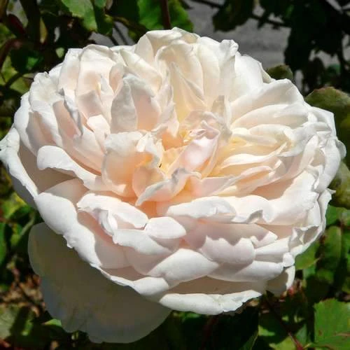 Rosa Mme Alfred Carriere - Climbing Rose