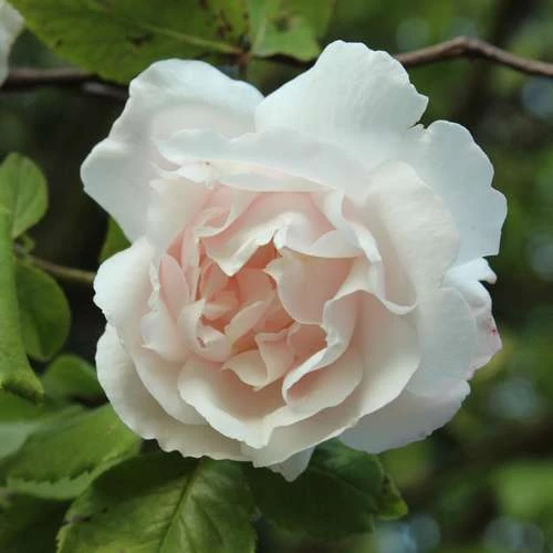 Rosa Mme Alfred Carriere - Climbing Rose