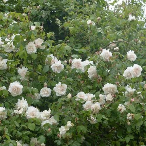 Rosa Mme Alfred Carriere - Climbing Rose