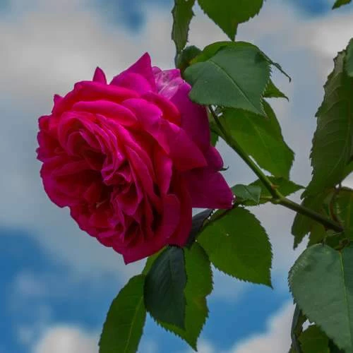 Rosa Mme Isaac Pereire - Old Shrub/Climbing Rose