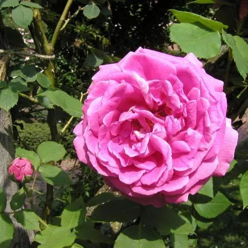 Rosa Mme Isaac Pereire - Old Shrub/Climbing Rose