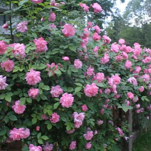 Rosa Old Blush China - Old Shrub Rose