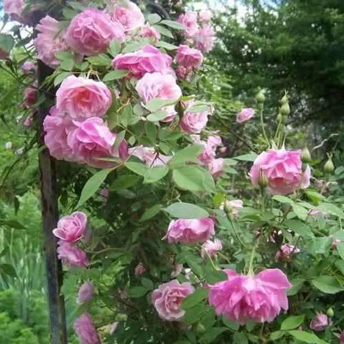 Rosa Old Blush China - Old Shrub Rose
