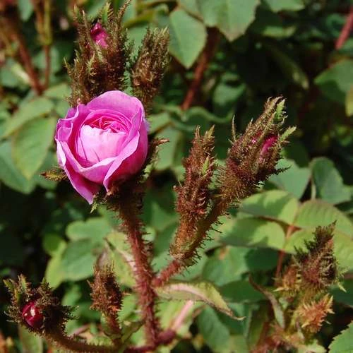 Rosa Old Pink Moss - Old Moss Shrub Rose