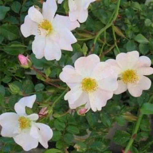 Rosa Partridge - Groundcover Rose