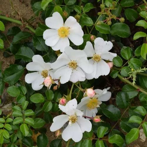 Rosa Partridge - Groundcover Rose