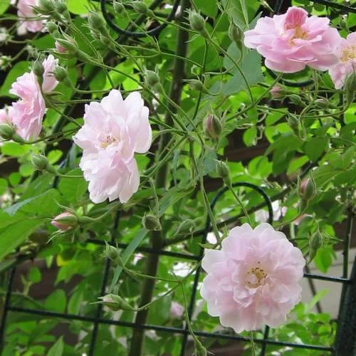 Rosa Paul's Himalayan Musk - Rambling Rose