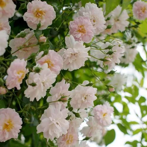 Rosa Paul's Himalayan Musk - Rambling Rose