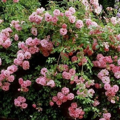 Rosa persica Pheasant