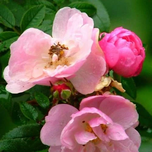 Rosa persica Pheasant