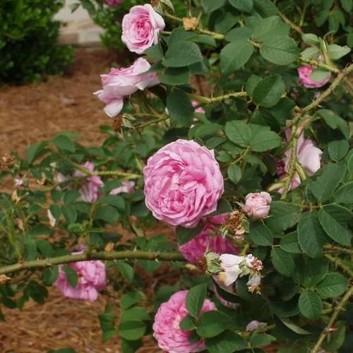 Rosa Queen of Denmark