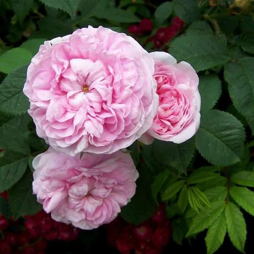 Rosa Queen of Denmark
