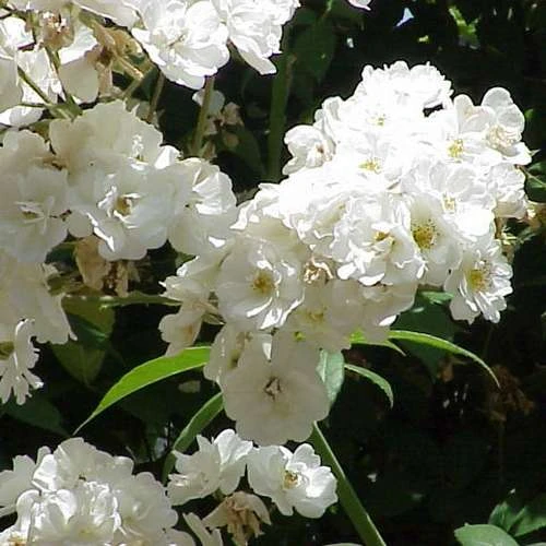 Rosa Rambling Rector - Rambling Rose