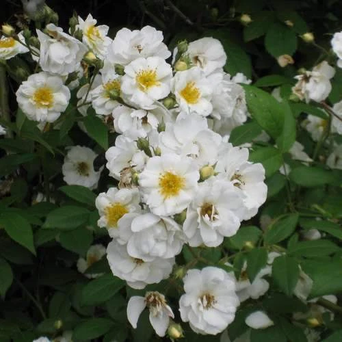 Rosa Rambling Rector - Rambling Rose