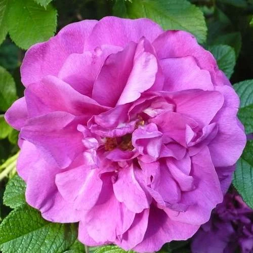 Rosa Roseraie de l'Hay - Rugosa Rose