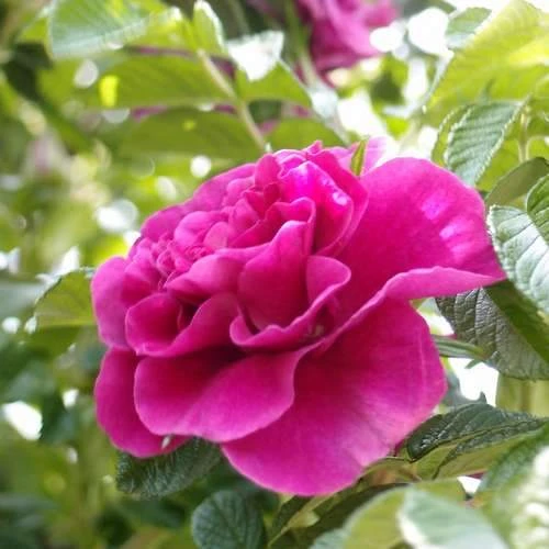 Rosa Roseraie de l'Hay - Rugosa Rose