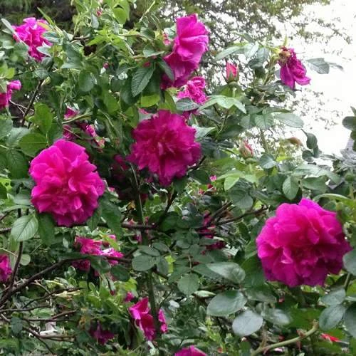 Rosa Roseraie de l'Hay - Rugosa Rose