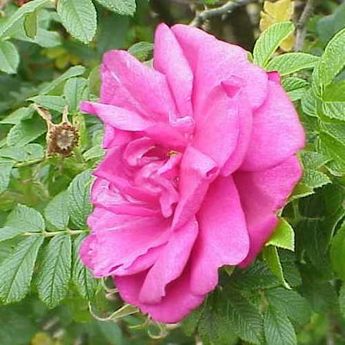 Rosa Roseraie de l'Hay - Rugosa Rose