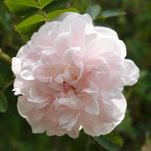 Rosa Stanwell Perpetual - Old Shrub Rose