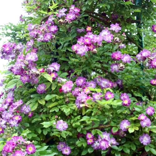 Rosa Veilchenblau - Rambling Rose