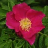 Rosa Rugosa Typica