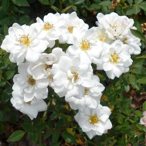 Rosa Kent (Pyrenees) - Groundcover Rose