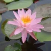 Nymphaea Rose Arey