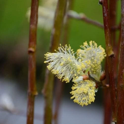 Salix caprea Kilmarnock - Kilmarnock Weeping Willow