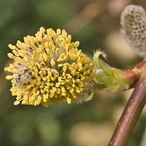 Salix caprea Kilmarnock - Kilmarnock Weeping Willow