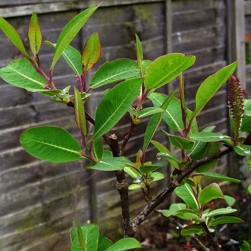 Salix magnifica