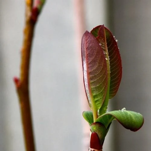 Salix magnifica