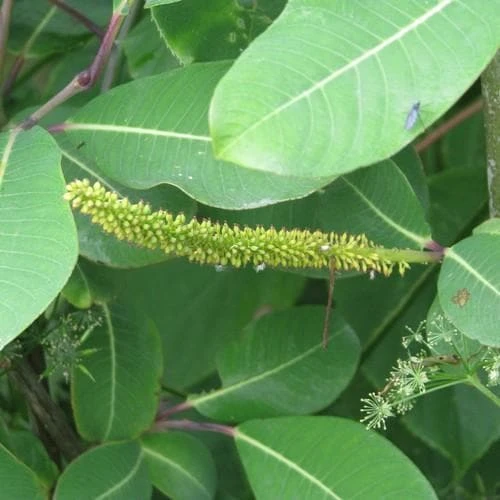 Salix magnifica