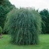 Salix Purpurea Pendula