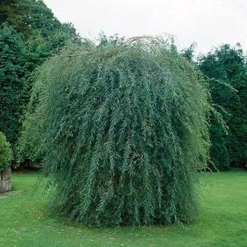 Salix purpurea pendula